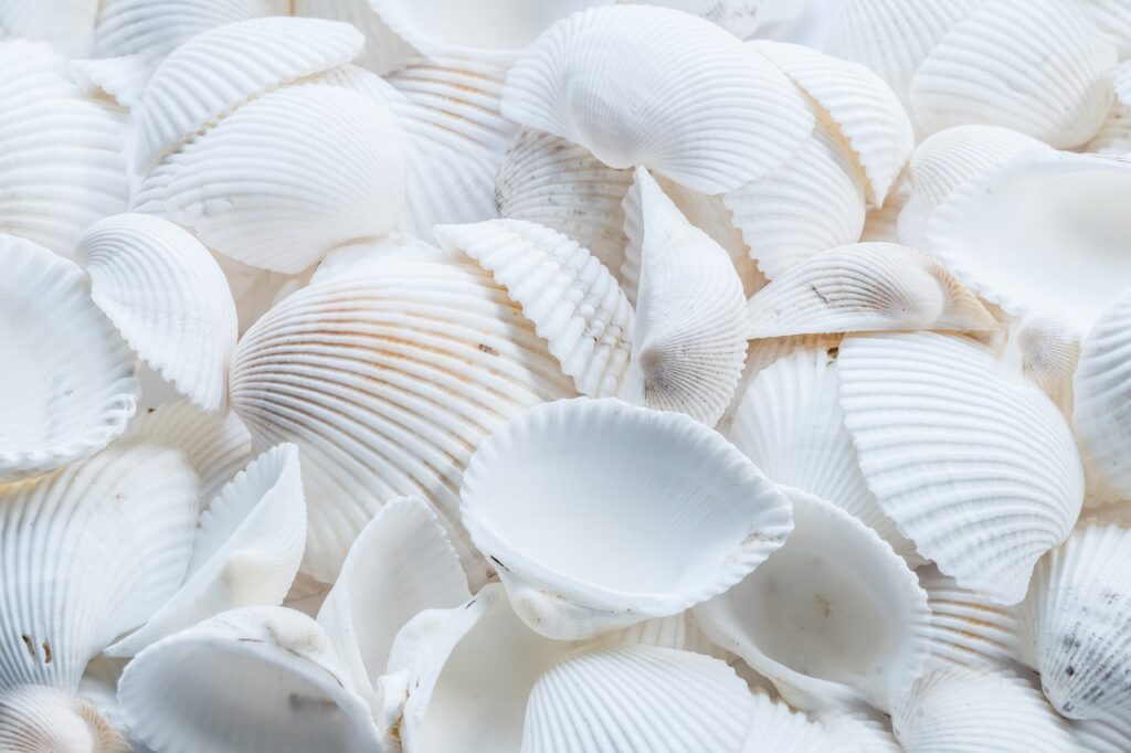 beach, shells, white-3983896.jpg