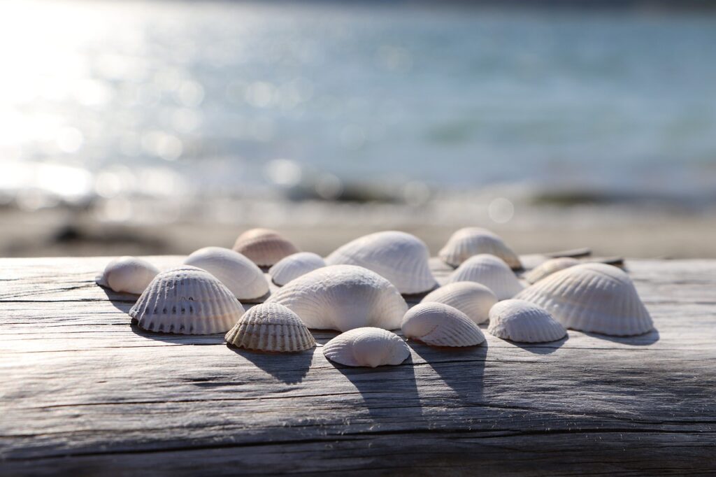 shells, beach, seashells-4395609.jpg